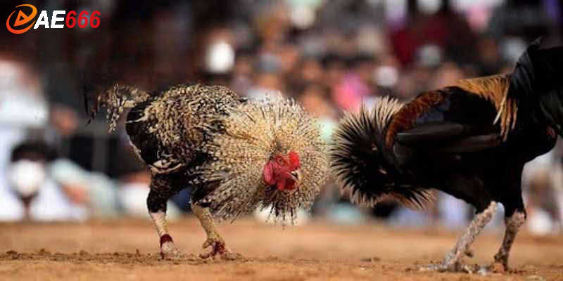 Đá gà Thomo mang nét độc đáo riêng